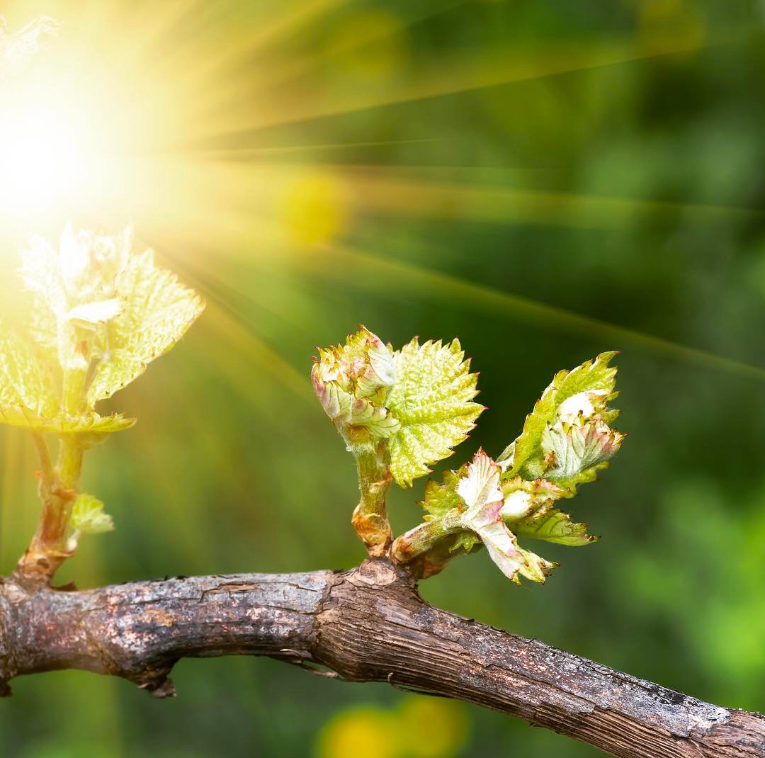 Bud Break alert! Keep your eyes peeled as the delicate green leaves make their debut any moment now, signifying the official commencement of the 2024 growing season. Excited to discover the unique qualities this vintage has in store for us! 🌿🍇
