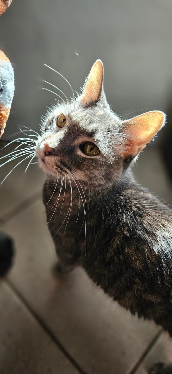 ASDF ➡️ the Bayou tweet media