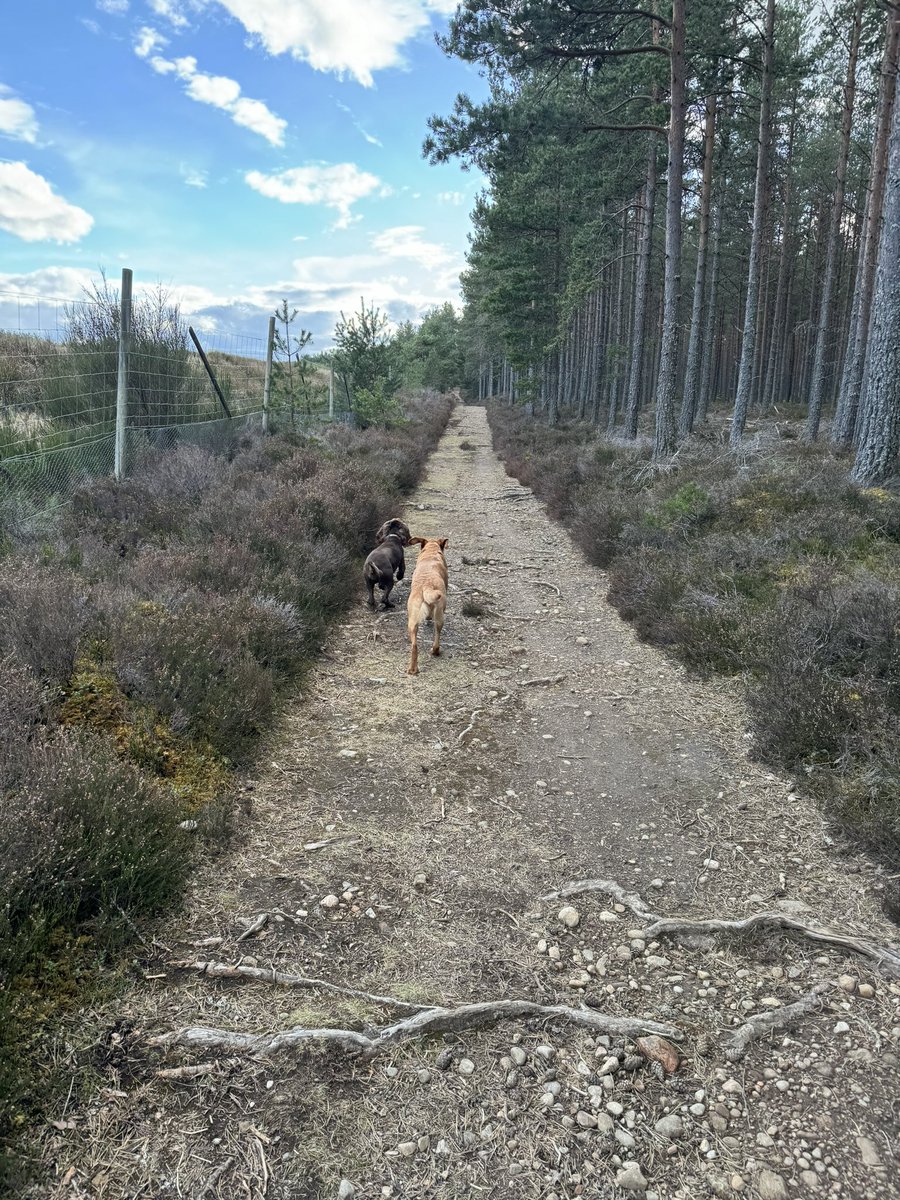 #Scotland #peace #dogsoftwitter