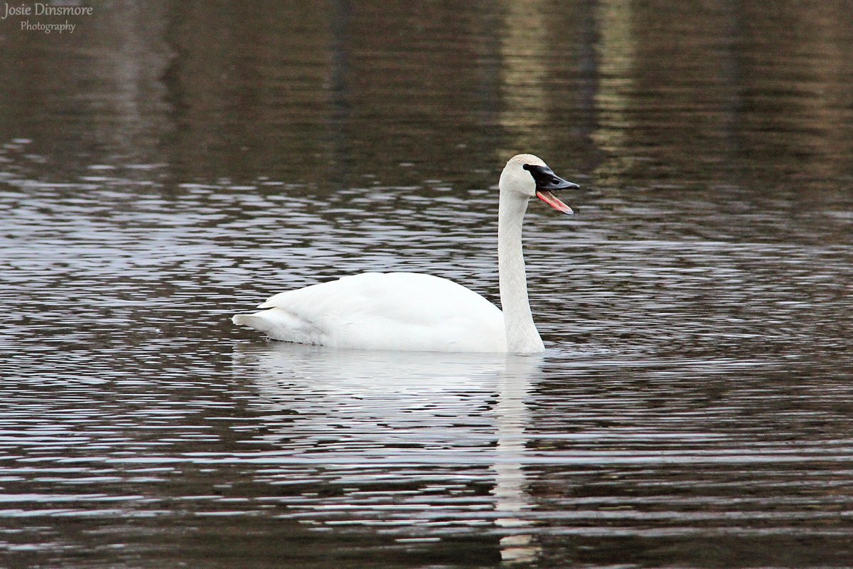 A beautiful Trumpeter Swan that I saw recently along the Ottawa River in the town of Mattawa, Ontario! Swans are not commonly seen around this area, so it was so nice to see one! The swan was feeding in the river with some Ring-necked Ducks and Canada Geese.