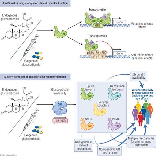 The structure and function of the glucocorticoid receptor, receptor isoforms, and contribution of the receptor to glucocorticoid sensitivity, or resistance in health and disease #EndocrineReviews Open access academic.oup.com/edrv/advance-a… @VickiClifton842