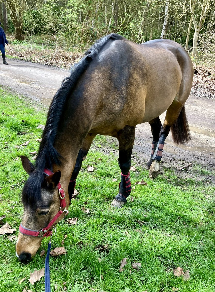 A perfect #GoodFriday exploring Stapleford Woods today. We even avoided the rain. #pony #horse #nature #Easter