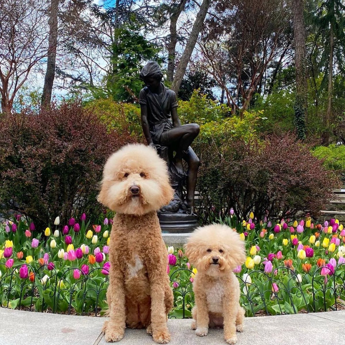 Sniffing spring flowers in style. Carl Schurz Park along the East River is for dog walks, sunshine, blooming flowers, and endless tail wags. ☀️🐾 🌷 #LoewsLovesPets #LoewsRegency 📷: @puppynamedcharlie