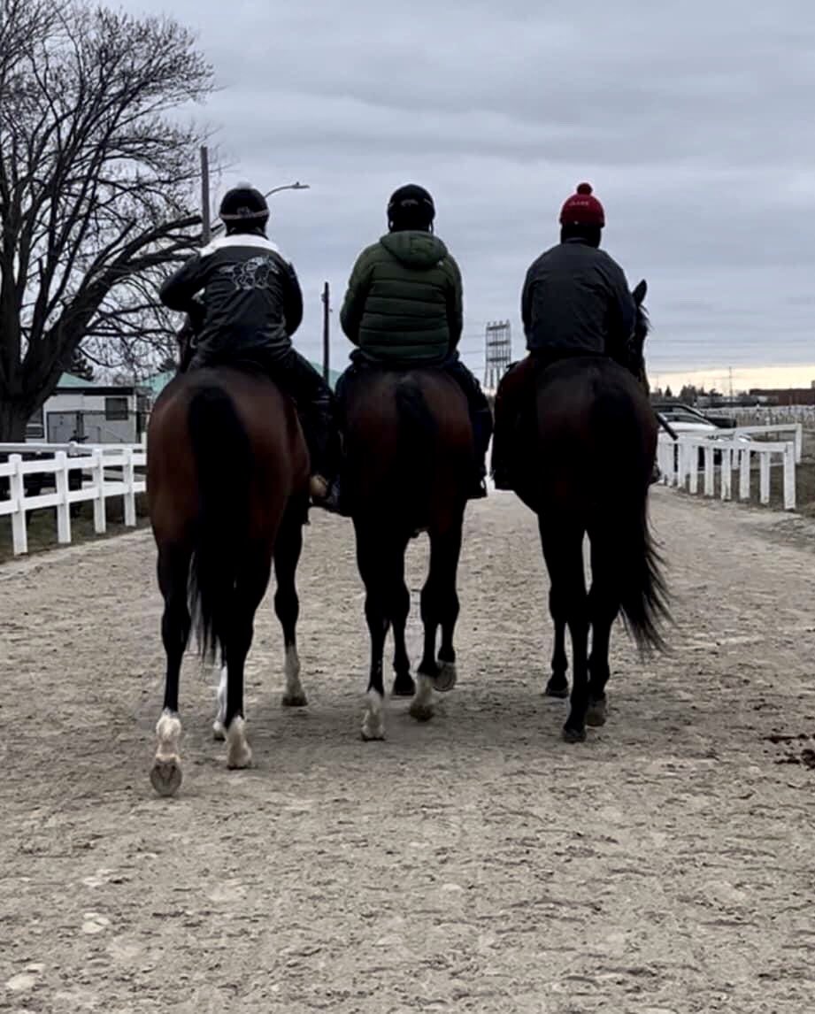 ~Our first batch of babies, today their first time at the track. Handled it like pros! 🏇🇨🇦❤️🤍 📸 @shirleycamhaven #TeamCamHaven #Thoroughbreds #HorseRacing #OntarioRacing #HigherPower #Munnings #Instagrand #FabulousBackstretchFriday #2YrOlds #Colts
