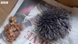 MerGarza's tweet photo. Una mujer de Reino Unido salvó a un erizo bebé durante una caminata, le llevó a su casa, le puso comida para gato y comida. Al día siguiente lo llevó al veterinario, y cuando revisaron al ejemplar, se dieron cuenta que era el pompón de un gorrito 😳 aquí la foto. https://t.co/tK1bSkWv0I