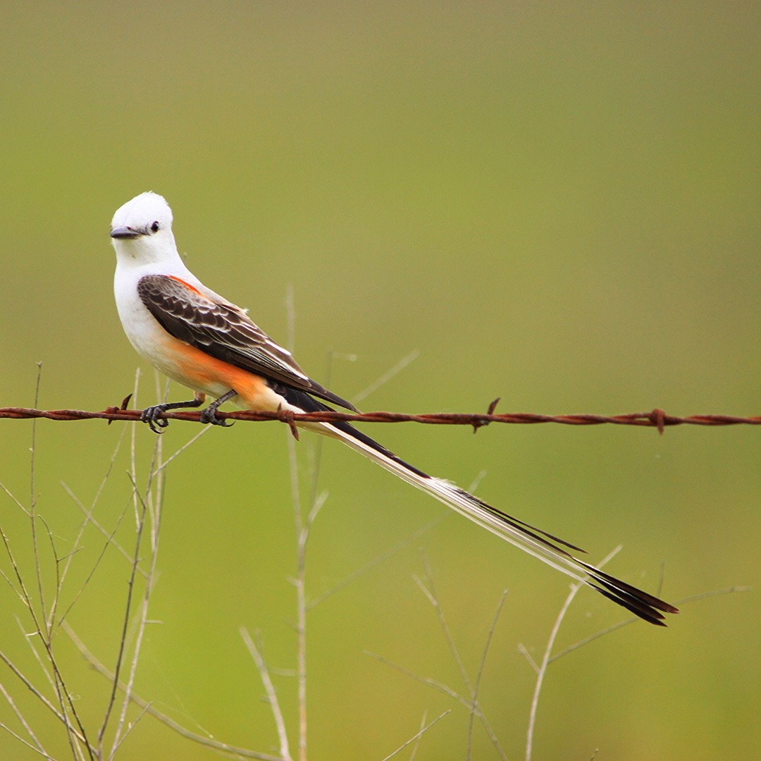 A sure sign of spring in the Southern Plains, scissor-tailed flycatchers have returned to the grasslands. They use those long tails to balance during the twists and turns they make in flight while snagging insects right out of the air. Photo: John Magera/USFWS