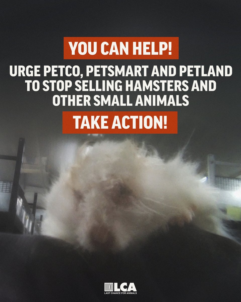 You can help - urge Petco, PetSmart and Petland to stop selling hamsters and other small animals. Go here bit.ly/4a7r5sU or go to our linktree.