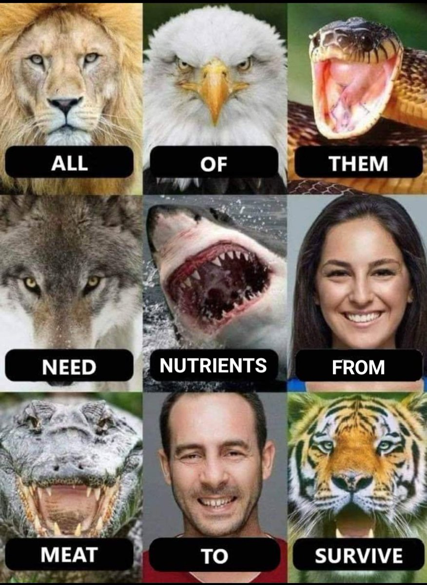 All these animals require essential nutrients found in meat. They will all struggle to survive & will not thrive without them. Humans are just as biologically & metabolically carnivorous as all other top predators. #apexpredator #carnivorous #eatmeat #nutrition #nutrients