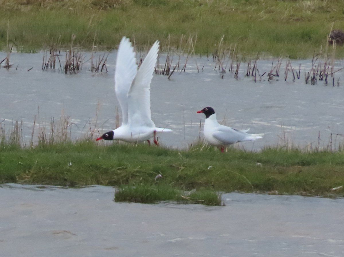 Lovely day at Frampton marsh with @WildFozzy @SyrphsUp 1 Lesser yellowlegs, 1 Spoonbill, 4 Little-ringed plover, 1 Whooper swan, 8 Mediterranean gull, 1 Peregrine falcon, 4 Marsh harrier, 1000s brent geese, 40+Ruff, 100+Avocet, 1 Great white egret. @RSPBFrampton