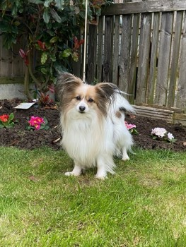 🆘29 MAR 2024 #Lost BUTTONS #ScanMe Red & White Papillon Male Church Garth #GreatSmeaton #Northallerton #NorthYorkshire #DL6 2EH. doglost.co.uk/dog-blog.php?d…