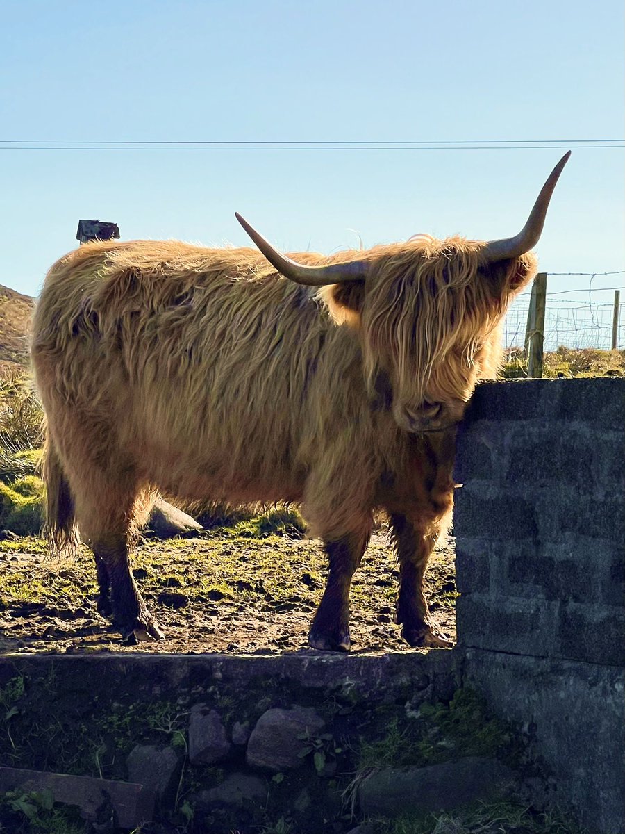 Highland Coo 🏴󠁧󠁢󠁳󠁣󠁴󠁿
.
#highlandcow #highlandcows #highlandcoo #highlandcowsofinstagram #highlandcattle #isleofbarra #animals #cows #visitscotland #scotland