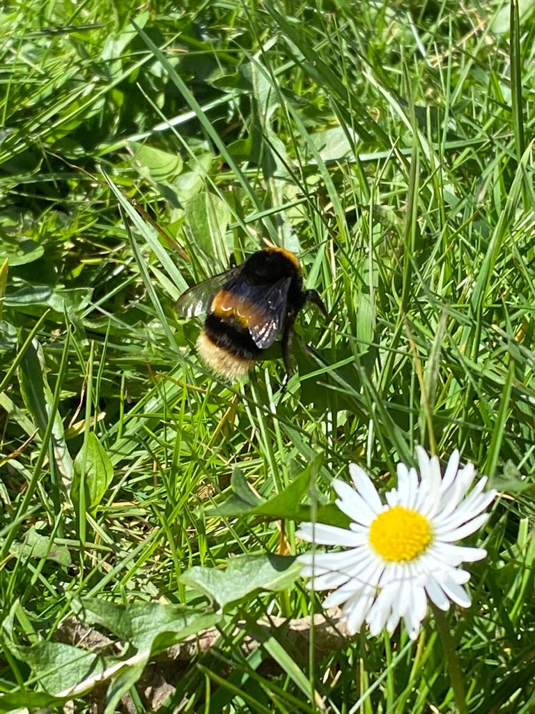 What a beauty! #Bumblebee #wildlife #spring
