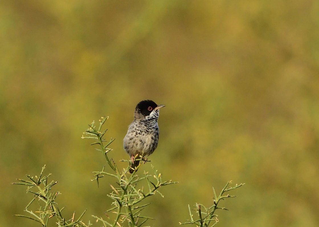 Another good day full of birds although prolonged views of Cyprus Warbler definitely stole the show. western-isles-wildlife.co.uk/cyprus_spring_…