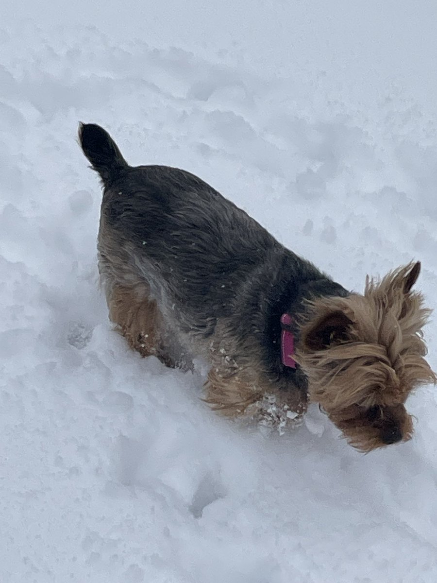 This morning mom said it was “Good Friday!” I don’t see anything good about this white stuff! She is mistaken! #GoodFriday #snow #bad