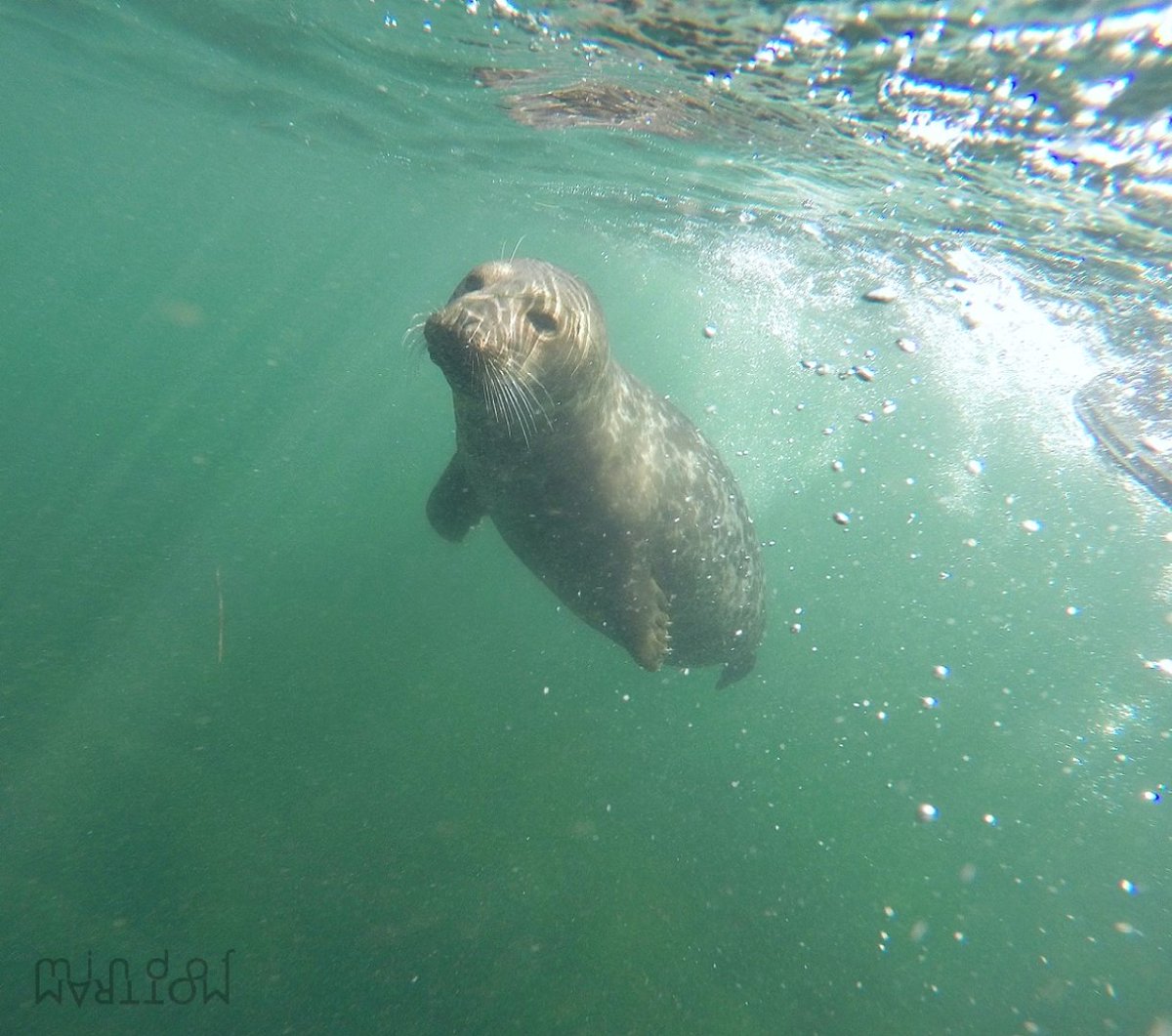 Here comes weekend!

#SanDiego #SoCalX #natureislit #goprohero #underwaterphoto