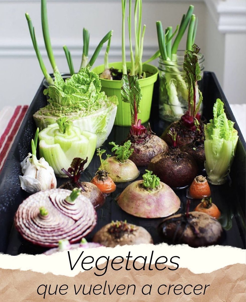 ¿Sabías que estos vegetales te dan la oportunidad de sembrarlos y que vuelvan a producir?