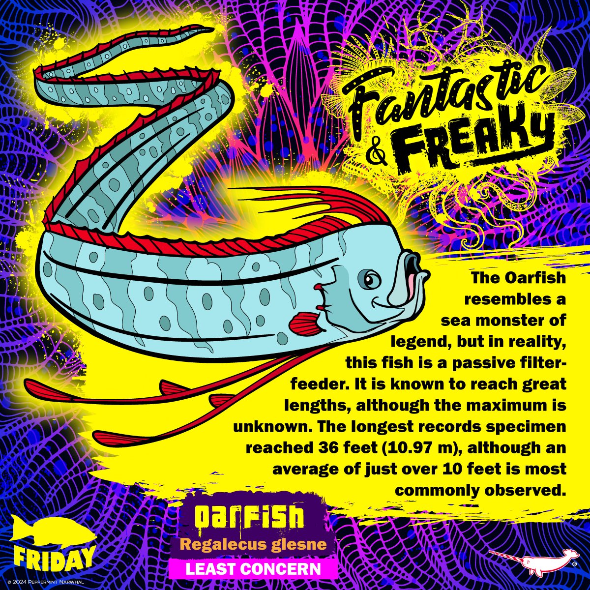#FantasticAndFreaky #Oarfish #FishFriday Shop #PeppermintNarwhal: peppermintnarwhal.com #Regalecus #Fish