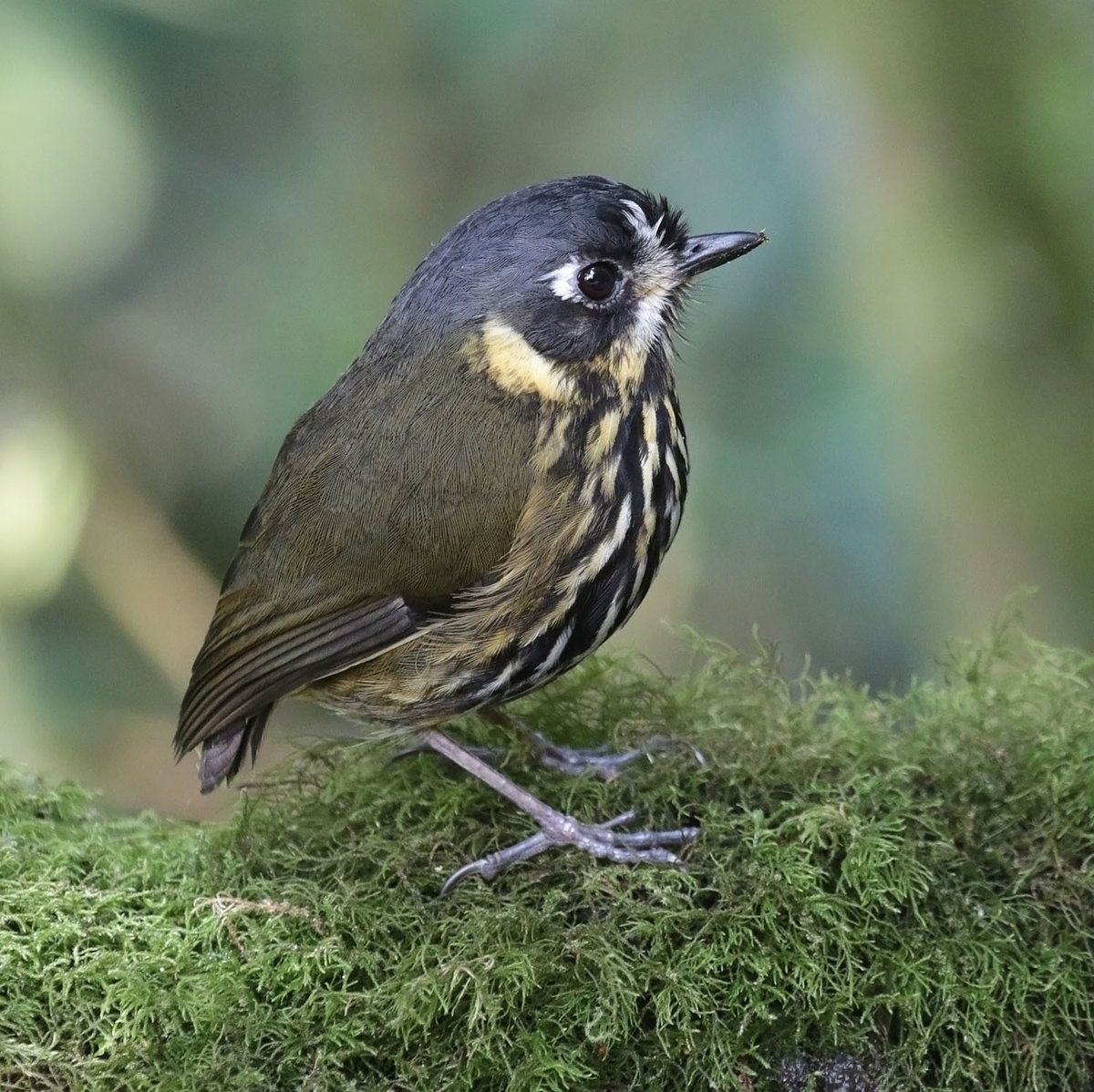 Crescent-faced Antpitta, HDA Bosque, Colombia.

One of the best birds in the world.