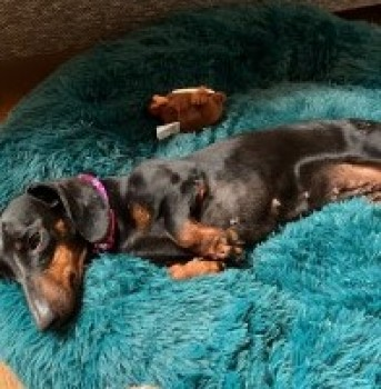 millypod1's tweet photo. π29 MAR 2024 #Lost MANGO #ScanMe #Tagged
Black /Tan Dachshund Female #SausageArmy
Lynch Road #Farnham #Surrey #GU9
https://t.co/4FxoGChr4c https://t.co/RrPURkO2zR