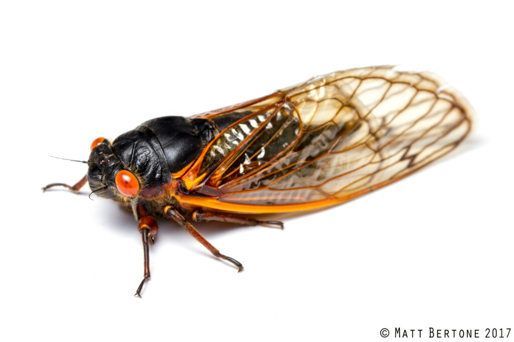 Have you heard the buzz? 🪲 Cicadas are COMING. This year is a special one for the cicada, with the emergence of two broods, one 13-year and one 17-year. Find out what this means for North Carolinians from our insect expert Matt Bertone: ncst.at/9GSj50R58my