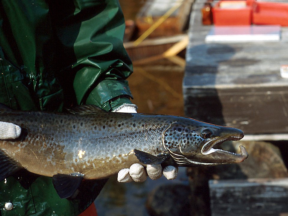Open-water landlocked salmon season starts on April 1. A new season of #fishing on #NewHampshire large lakes begins Monday. Learn more nhfishgame.com/2024/03/28/ope… #conservation #wildlife