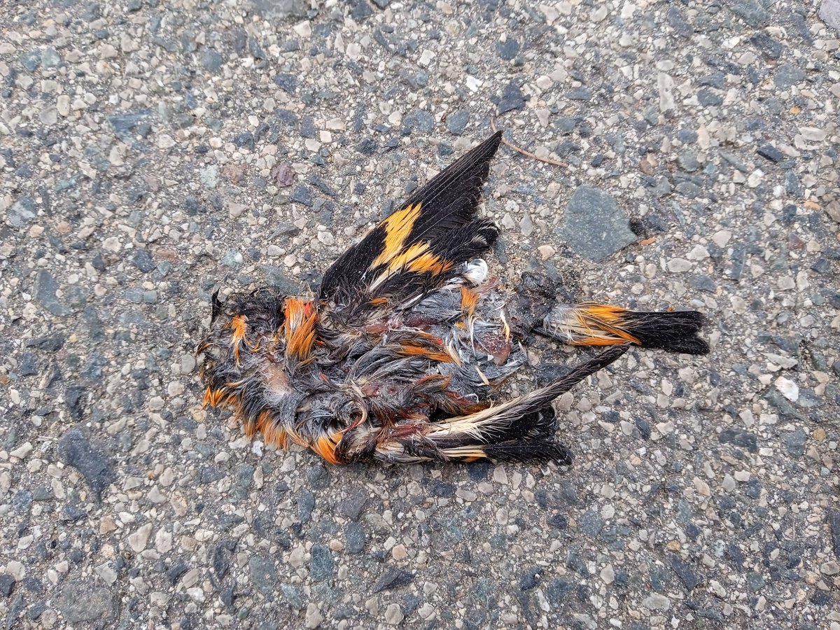 Defensem els Muntanyans i el Gorg tweet media