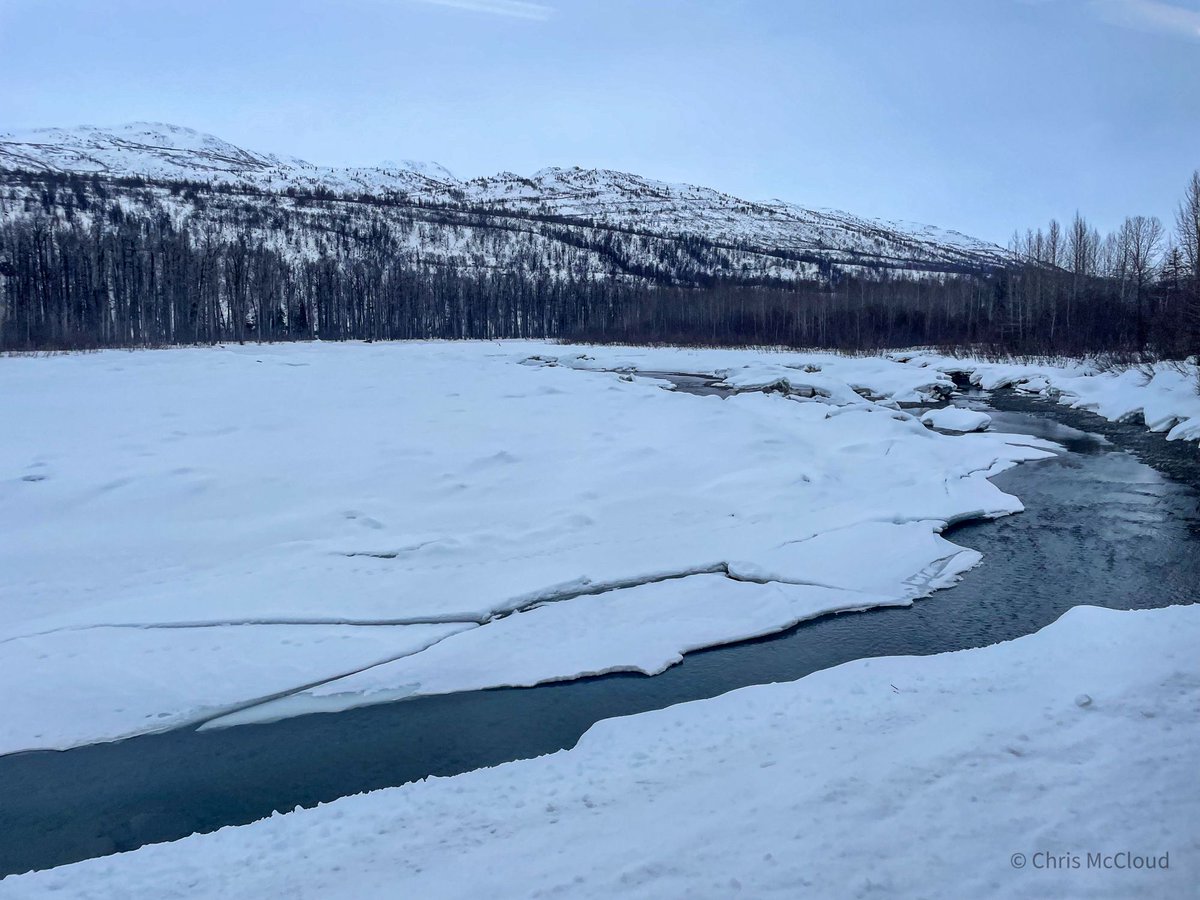 The “Mighty Sus,” the Susitna River, largely but not entirely frozen beside @akrr tracks in south/southcentral Alaska. Viewed northbound to Fairbanks. #AdventureAwaits #adventuretime #alaska #SpringBreak #traintravel #train #travel #FridayMotivation #ParkChat #AlaskaRailroad