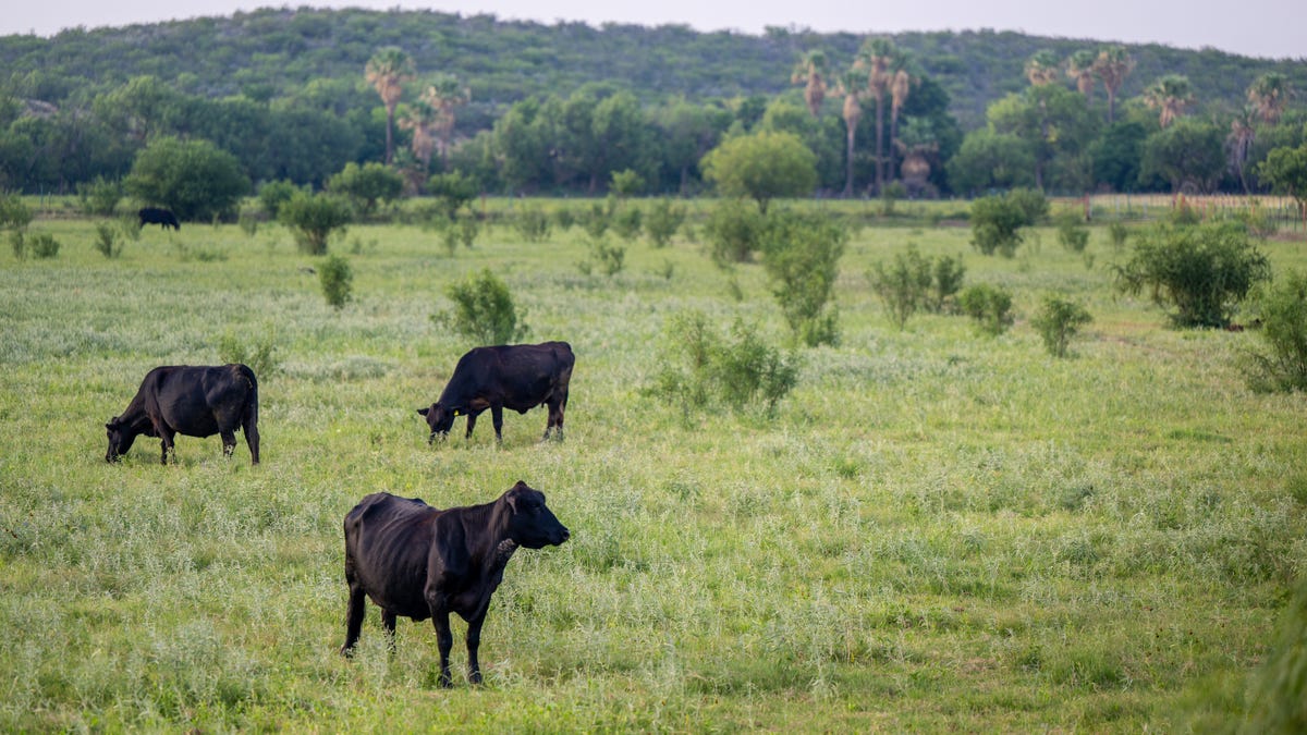 A Toxic Grass Is Spreading in the U.S., Threatening Livestock dlvr.it/T4pYhH