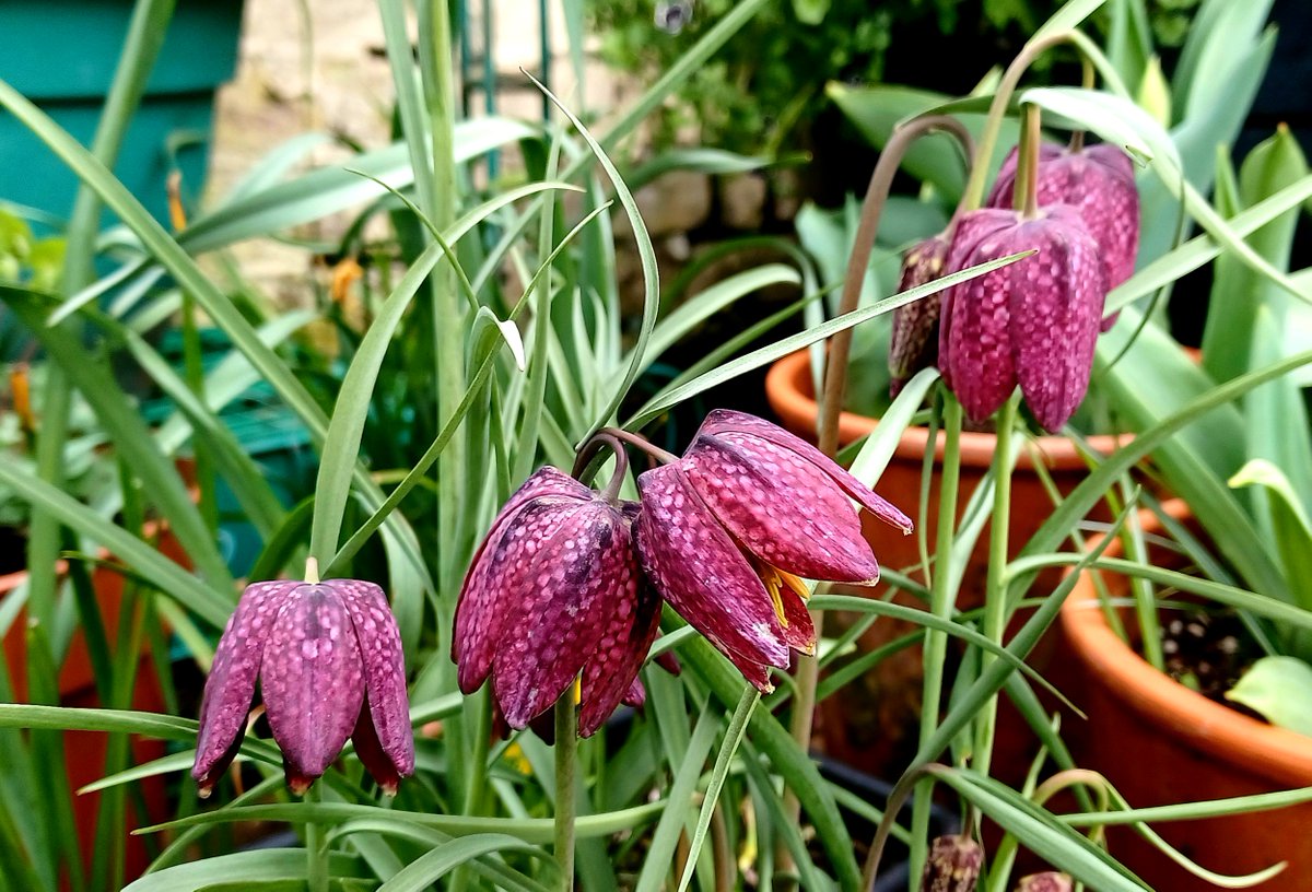 A classic spring flower there, snake head fritillary

#FlowersOnFriday #GardenersWorld #shoutyhalfhour