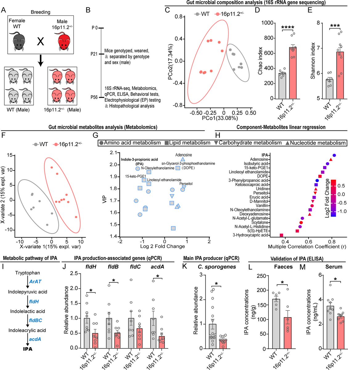 The gut metabolite indole-3-propionic acid activates ERK1 to restore social function and hippocampal inhibitory synaptic transmission in a 16p11.2 microdeletion mouse model dlvr.it/T4pZRf