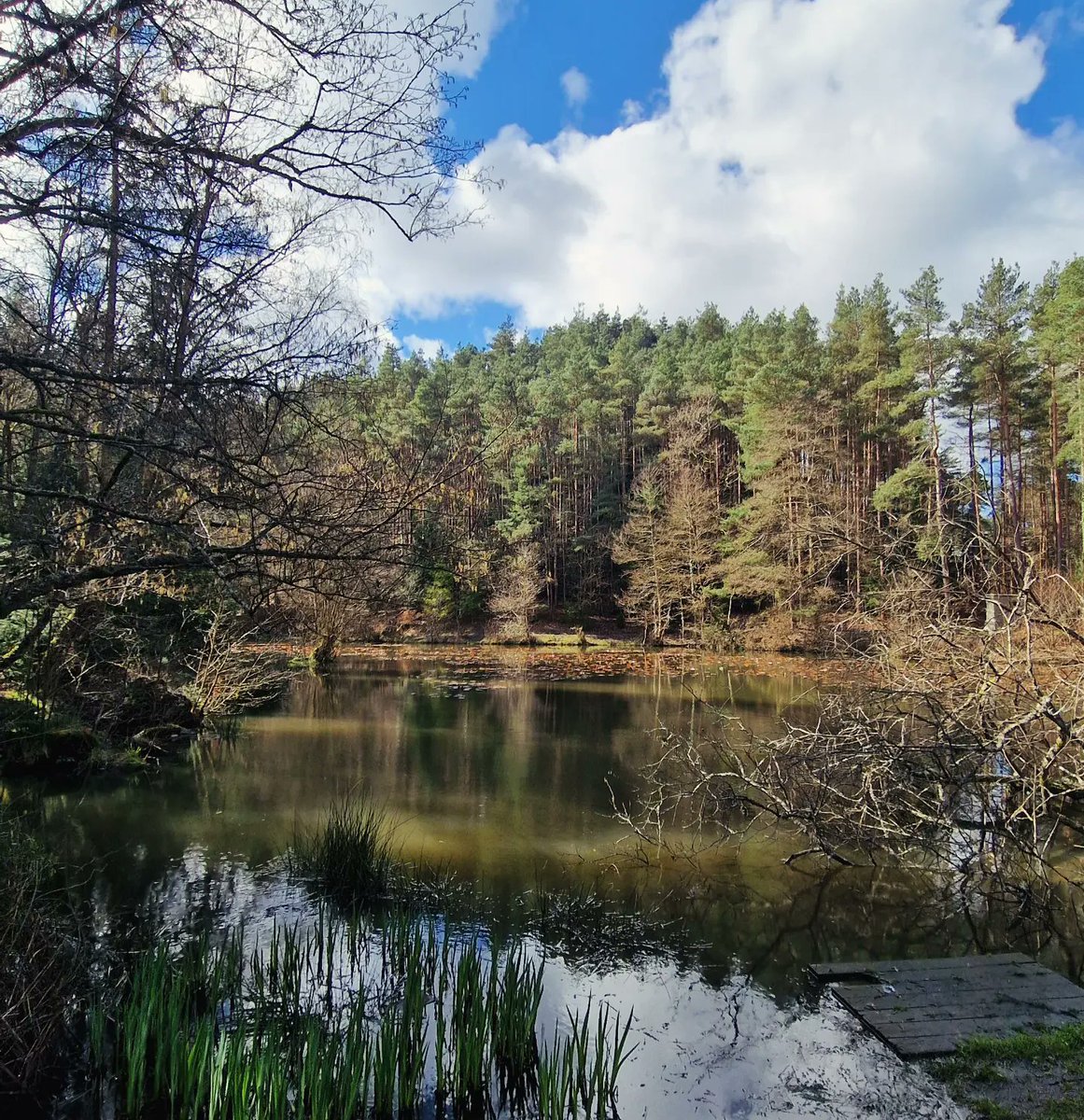 Time to breathe #waterlooscreens  #forestofdean #forestlife #unescobiosphere