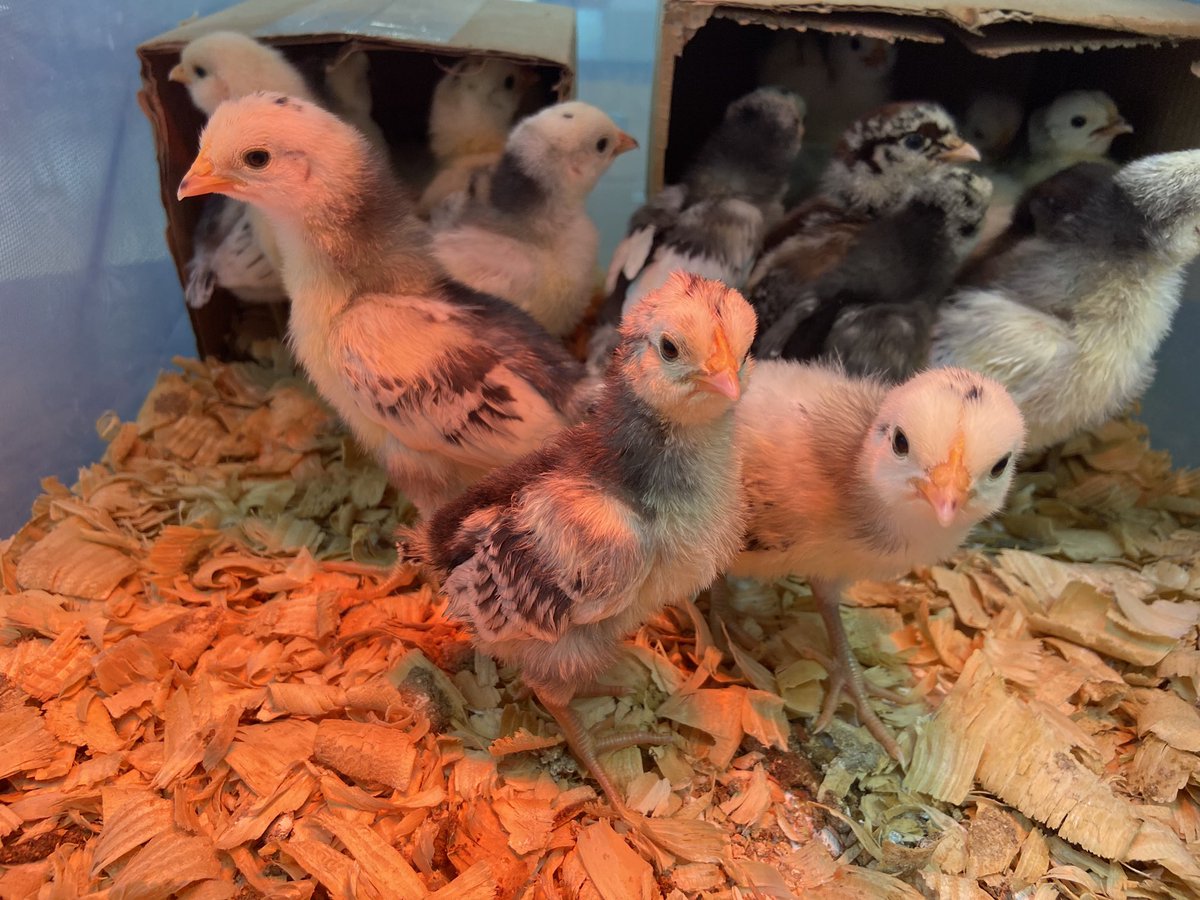 Mrs. Amy Macchia tweet media