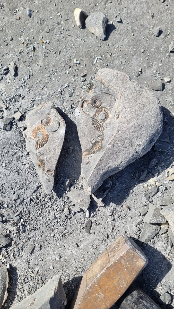 Happy #fossilfriday ! Sure comes around fast! The beach was AMAZING today! So many amazing nodules with beautiful calcite ammonites inside!! The bad weather yesterday did wonders for the beach! #fossils #jurassiccoast #palaeontology