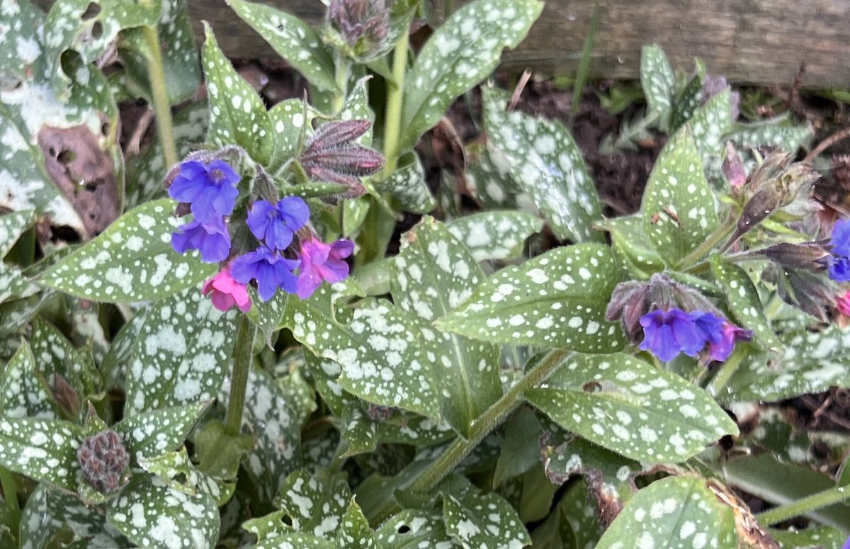 Pulmonaria Trevi Fountain. 💙🩷💙🩷💙🩷💙🩷💙🩷 #GardeningTwitter #flowers @GWandShows