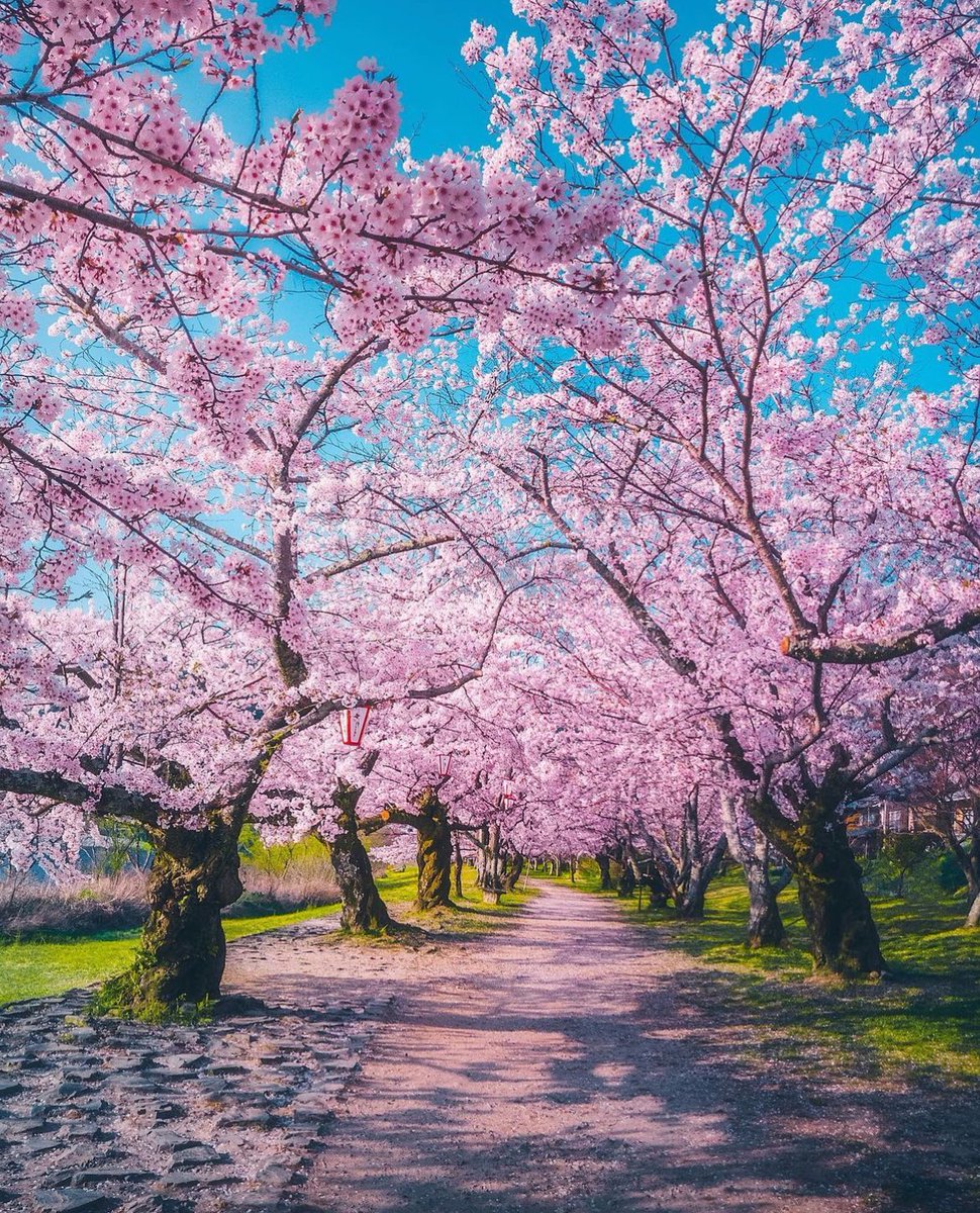 Cherry Blossoms in Japan 🌸