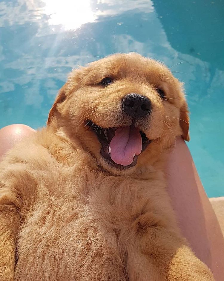 puppies_video's tweet photo. Adorable puppy is so happy 🥰🤗🥰 https://t.co/HZkRhgk3mJ