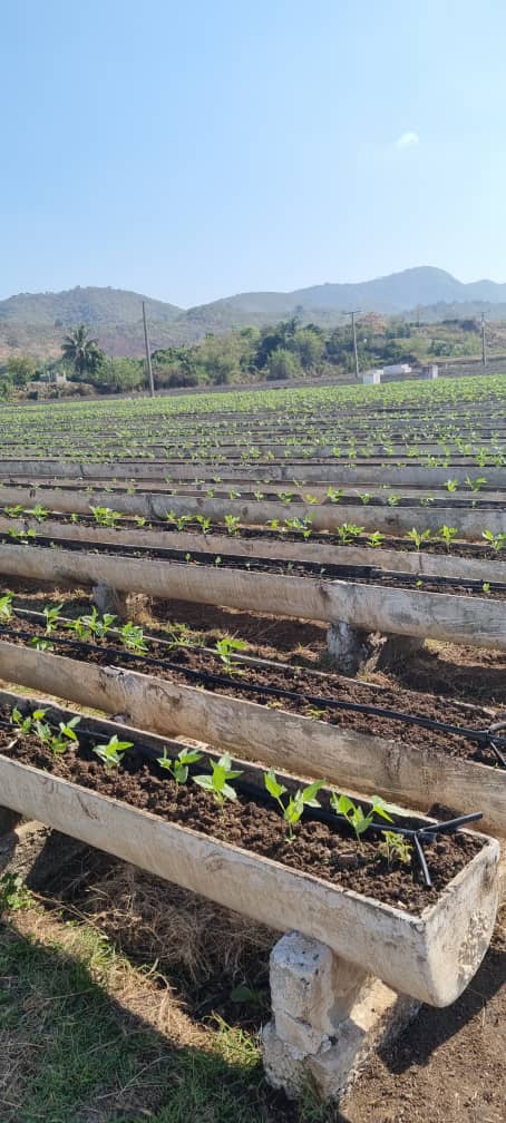 Es notable los cultivos de hortalizas en el Organopónico La República. #SiempreSantiago #SantiagoDeCuba