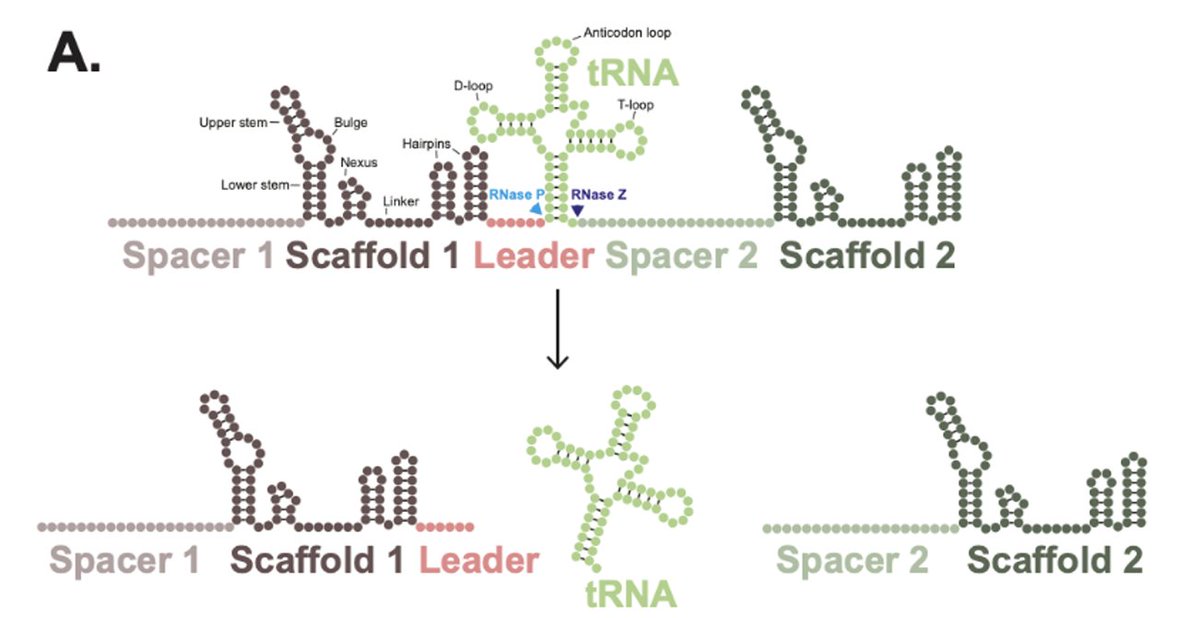 Cool new tech for dual-guide CRISPR-Cas9 KO screens from talented @AndrewBassett43 and team @sangerinstitute. Single-step cloning, balanced sgRNA expression, low swaps, and all with validated spCas9 system. A great collaboration and a pleasure to work with such a talented group.