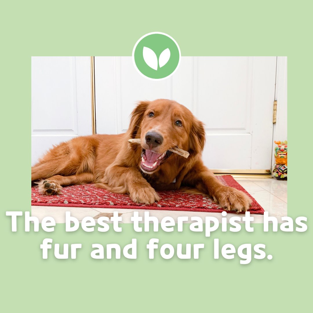 The best therapist has fur and four legs 💚

#dogs #naturegnaws #furryfriday #dogownertips