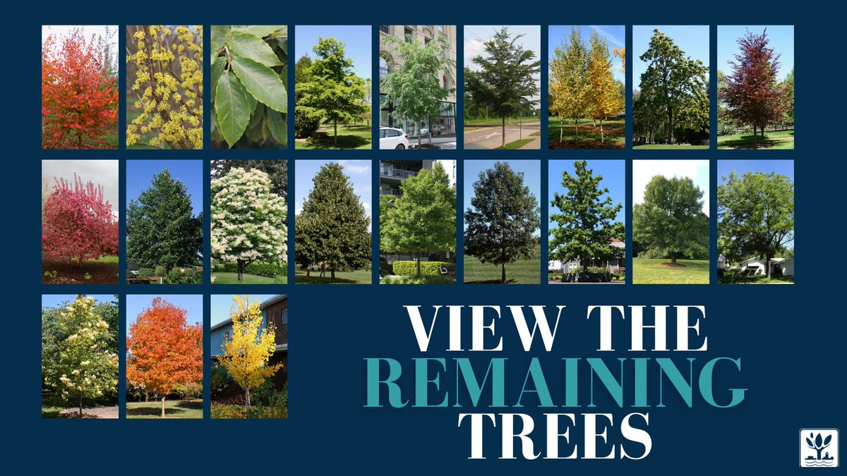 There’s still time to shop this year’s online Arbor Day Tree Sale and plenty of trees to choose from! Visit naperville.il.us/2024-tree-sale to view the remaining trees and purchase yours before it's too late!