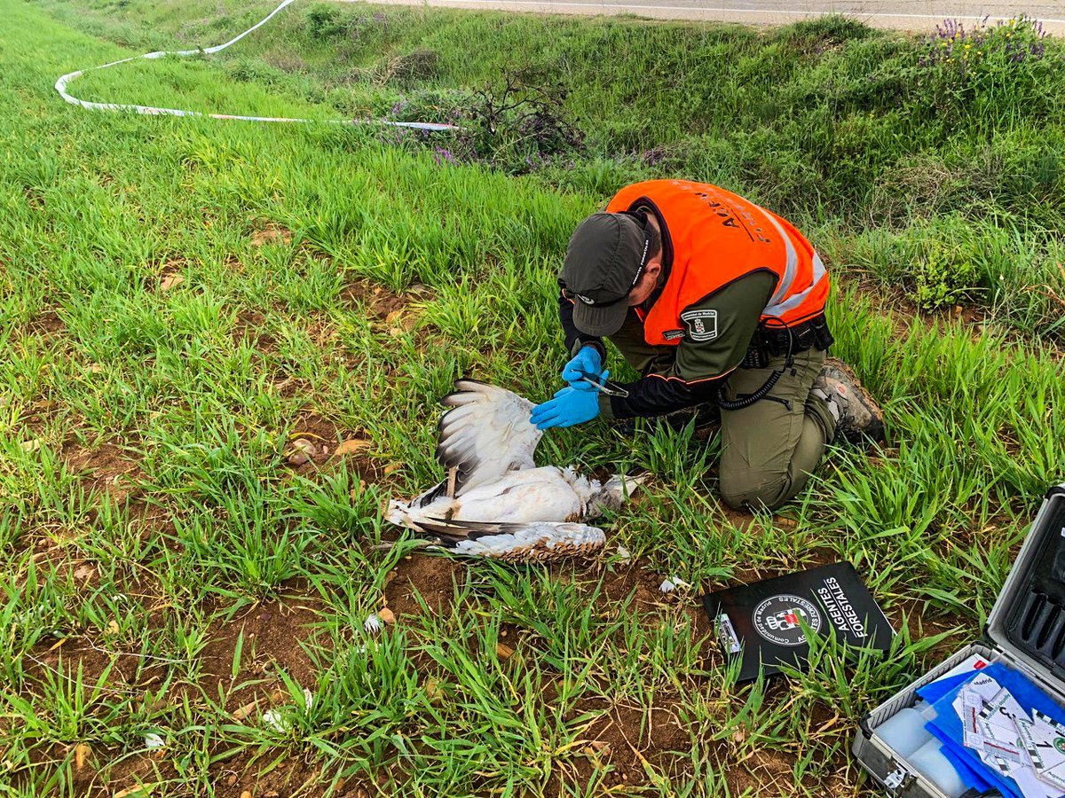 ⚡ Los apoyos y líneas eléctricas pueden suponer un riesgo de muerte ☠ para la fauna. Cuando esto sucede, los #AgentesForestalesCM investigan las causas, realizando una inspección técnica y procediendo al levantamiento del cadáver. 🕵🏼‍♀️🕵🏻‍♂️ Son la #PoliciaMedioambiental. #ASEM112