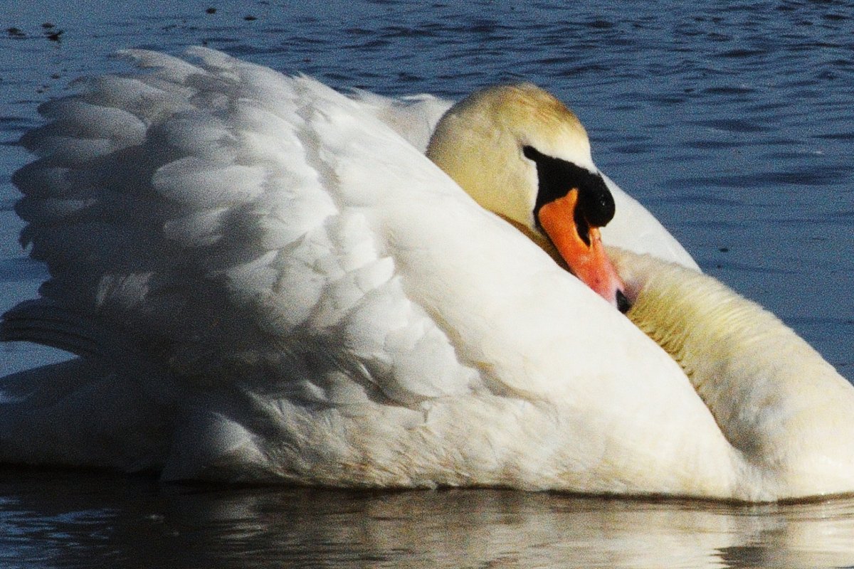 Holiday mode #RelaxationMode #photooftheday #holiday @Bournemouthecho #DorsetsBigPicture #Everyoneneedsnature #EnjoyGreatWeekend #enjoylife #swan #knob #Beak