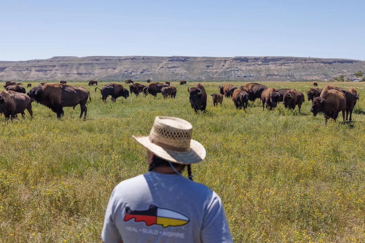 Must-Read: Great @huffpost article spotlighting the incredible work that our #Conservation Advisory Board Member, Jason Baldes, is doing to restore wild buffalo with his nonprofit, the Wind River Tribal Buffalo Initiative: bit.ly/4czAGdy