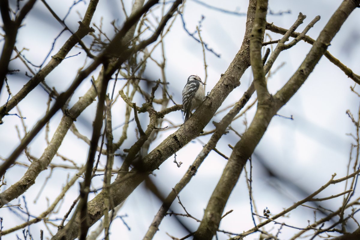 DamianJohnPhoto's tweet photo. My first post in almost a year; must be a special occasion!

Today was potentially my best day birding ever. After seeing almost nothing for the first five hours, the Wyre Forest truly delivered  as I was making my exit. I've never had a day turn around so quickly! https://t.co/BhGwd15Bst