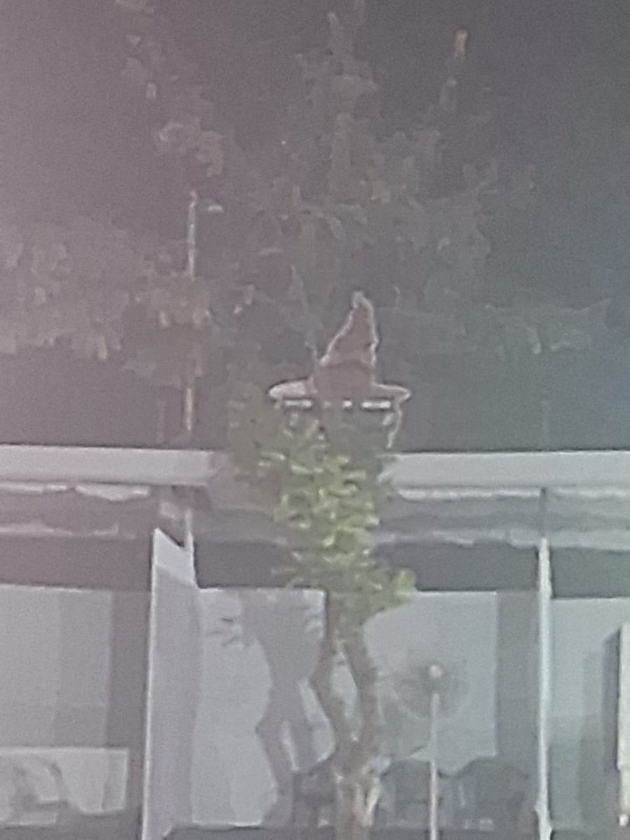 itssAman__'s tweet photo. Mascot spotted!! @HackIT_Sapiens https://t.co/cSCo6oMbpG