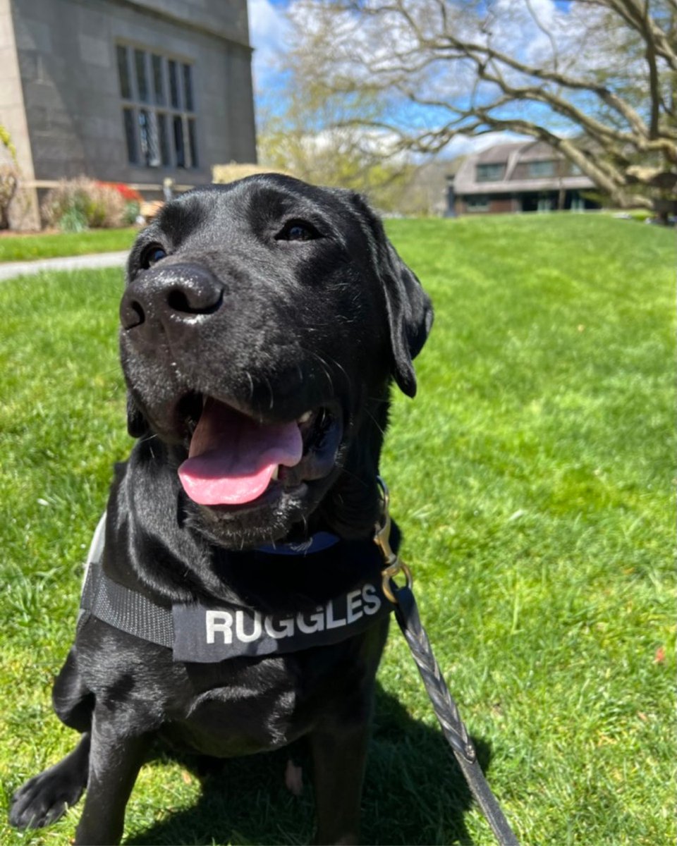 This handsome guy is Ruggles, Salve's community resource dog. Thank you to Julia G. '24 for this adorable #featurefriday photo! 🐾 Learn more about Ruggles and the PAWS Program: bit.ly/43yEecd #thisissalve #salveregina #salvereginauniversity