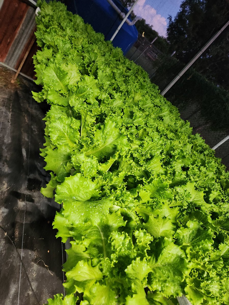 FlorDeAjoPR's tweet photo. Bueno , mi gente cilantrillo, lechugas y hierba buena disponibles  para mañana  sábado. 
Carretera hacia  combate
Contactar por mensaje https://t.co/dip5CcXne5