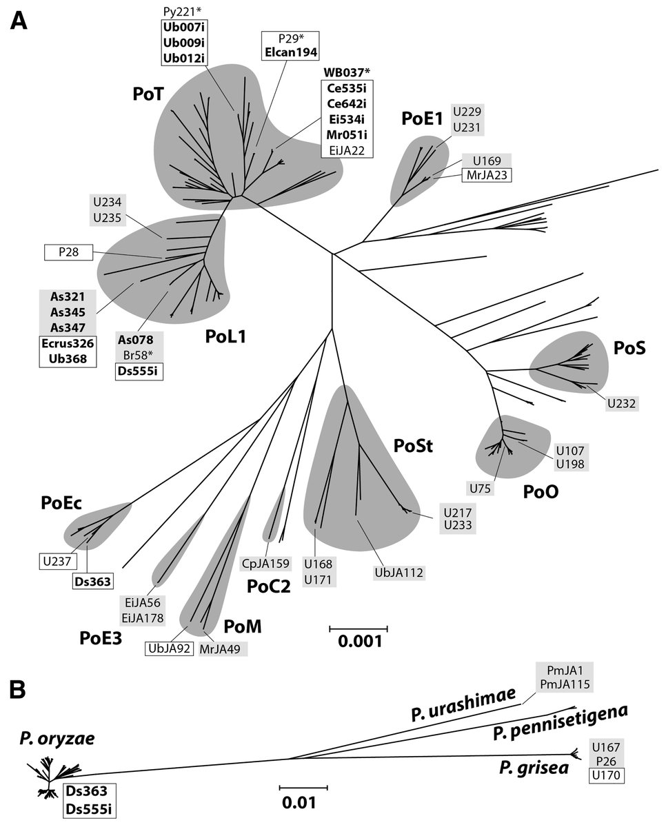 Don’t miss this Editor’s Pick! New research from Mark L. Farman et al. indicates our current understanding of #wheatblast may be unsubstantiated due to issues with sampling data. Read all about it here: bit.ly/3xeoUp6