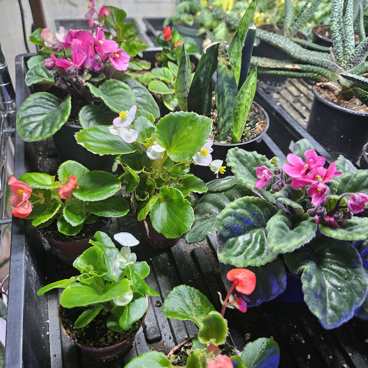 A little basement flower garden. #plantpropagation #begonias #africanviolets #sanseveria