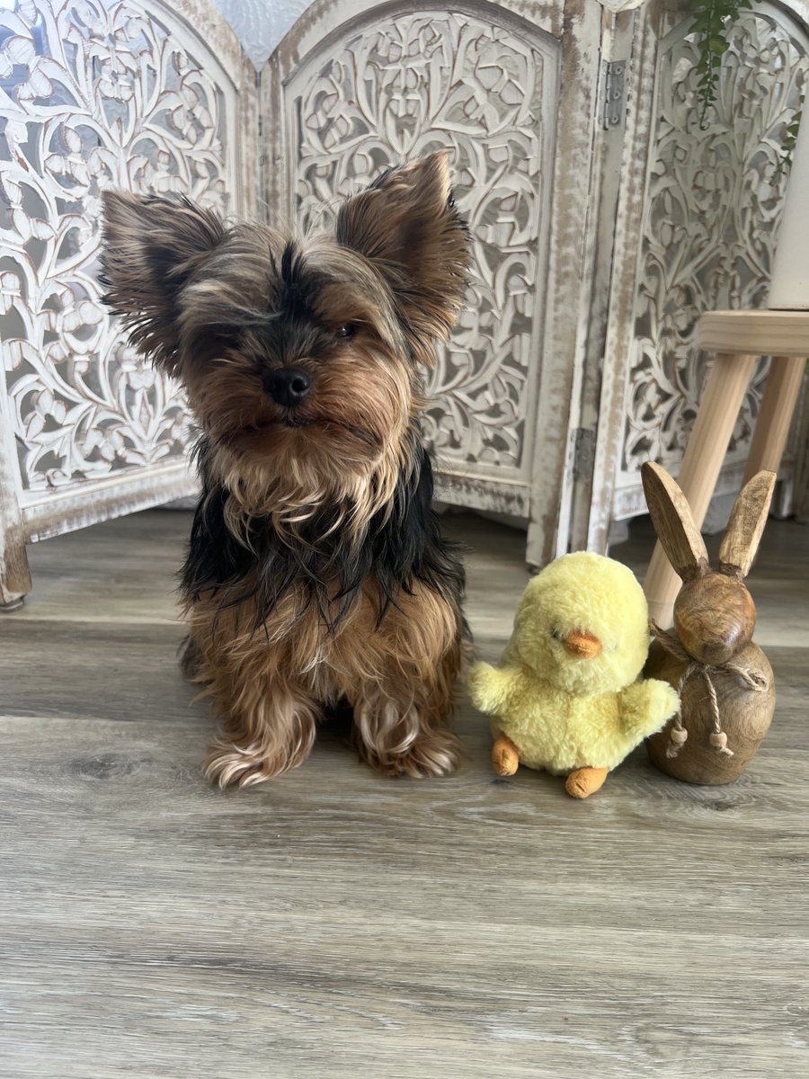 Not everyone is excited for Easter....